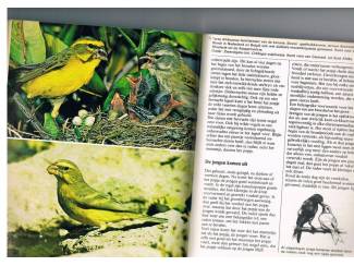 Huisdieren Kanaries &ndash; Otto von Frisch