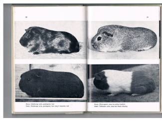 Huisdieren Cavia's als liefhebberij &ndash; R.R.P. van der Mark