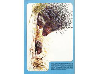 Stripboeken Debbie Stripstory 3 - 1982