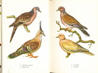 Flora en Fauna Kooivogels in kleuren - Dr. W. Postma en H. Kleijn - Meulenhoff