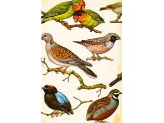 Flora en Fauna Kooivogels in kleuren - Dr. W. Postma en H. Kleijn - Meulenhoff
