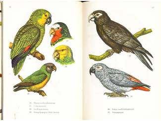 Flora en Fauna Kooivogels in kleuren - Dr. W. Postma en H. Kleijn - Meulenhoff