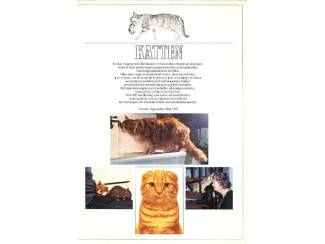 Huisdieren Katten