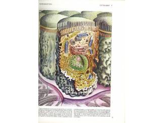 Studieboeken Gray's Anatomy - Henri Gray -  Engels - English