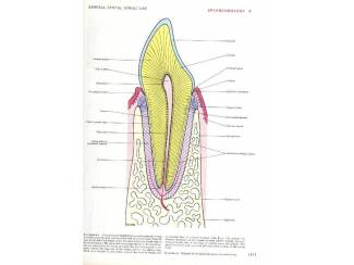 Studieboeken Gray's Anatomy - Henri Gray -  Engels - English