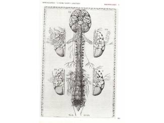 Studieboeken Gray's Anatomy - Henri Gray -  Engels - English