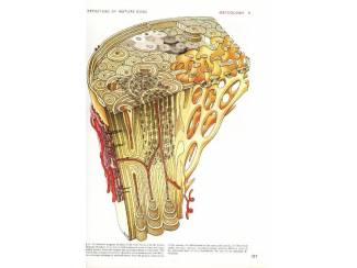 Studieboeken Gray's Anatomy - Henri Gray -  Engels - English