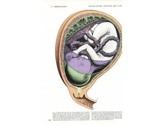 Studieboeken Gray's Anatomy - Henri Gray -  Engels - English