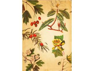 Flora en Fauna Bomen - J. Bretaudeau - Meulenhoff Natuurgidsen