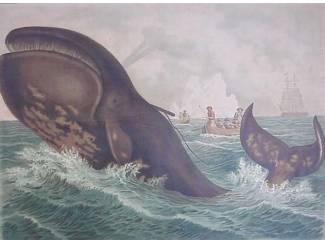 Reisboeken De eerste walvisvaart van de Willem Barendsz 1946 - 1947 - Dr. A.