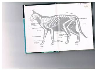 Huisdieren Katten &ndash; T. en J. Flury