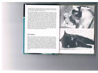 Huisdieren Katten &ndash; T. en J. Flury