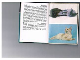 Huisdieren Katten &ndash; T. en J. Flury