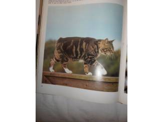 Huisdieren Houden van katten &ndash; Julia Freeman