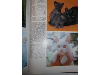 Huisdieren Houden van katten &ndash; Julia Freeman