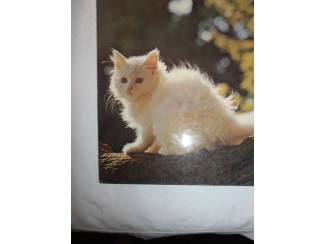 Huisdieren Houden van katten &ndash; Julia Freeman