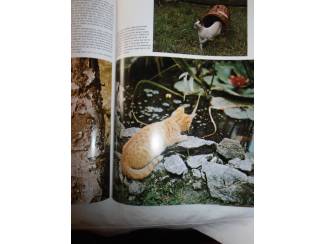 Huisdieren Snoezige jonge katjes &ndash; Angela Sayer