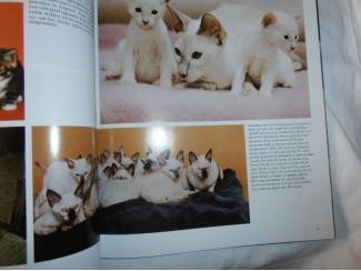 Huisdieren Snoezige jonge katjes – Angela Sayer