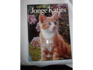 Huisdieren Snoezige jonge katjes &ndash; Angela Sayer