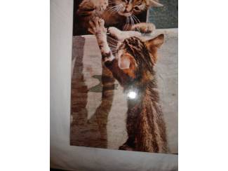 Huisdieren Snoezige jonge katjes &ndash; Angela Sayer