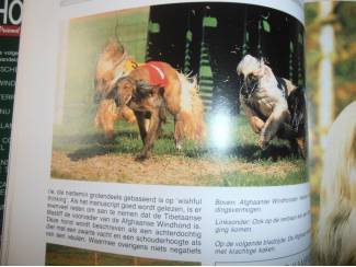 Huisdieren Mijn hond &ndash; mijn vriend