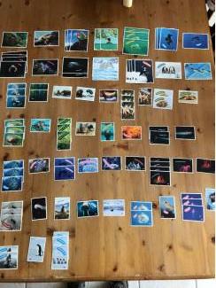 AH expeditie oceaan stickers te koop Albert Heijn sticker kopen