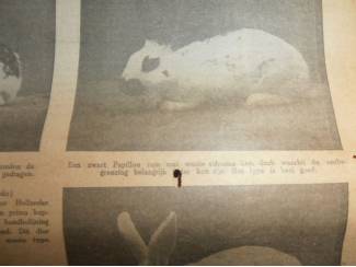 Huisdieren AFGEPRIJSD: Onze Konijnen 1947