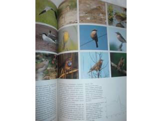 Flora en Fauna Trekvogels – J. Taapken en D.A.C. van den Hoorn