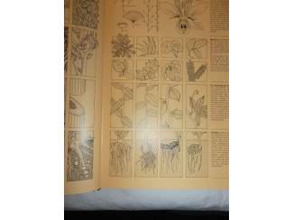 Flora en Fauna Herwig – Tuinplanten encyclopedie
