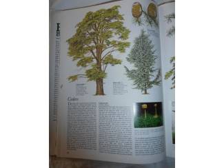 Flora en Fauna Bomen Bos en Hout &ndash; Herbert Edlin