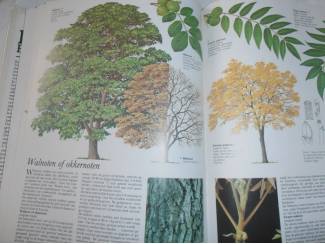 Flora en Fauna Bomen Bos en Hout &ndash; Herbert Edlin