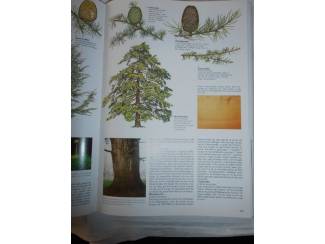 Flora en Fauna Bomen Bos en Hout &ndash; Herbert Edlin