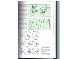 Flora en Fauna Bloemschikken en droogboeketten