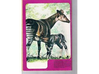 Stripboeken Debbie Stripstory nr. 2 &ndash; 1984