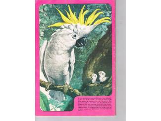 Stripboeken Debbie Stripstory nr. 7 &ndash; 1984