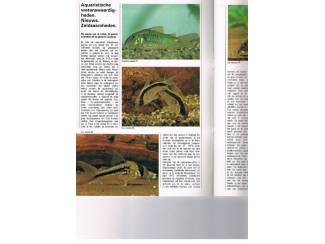 Tijdschriften TI'H &ndash; aquariumvissen set 1