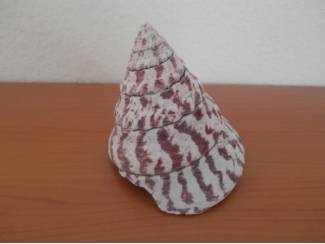 Mineralen en Fossielen Schelp Punt -Hoorn