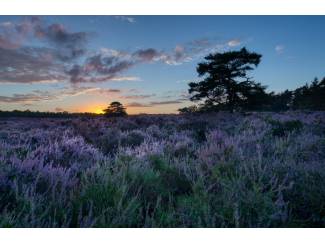 Huizen en Kamers te huur (Fiets)vakantie op de Veluwe!