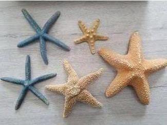 5 zeesterren