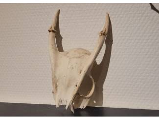 Dierenverzamelingen Schedels