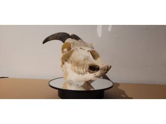 Dierenverzamelingen Schedels