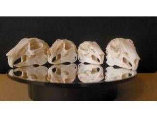 Dierenverzamelingen Schedels