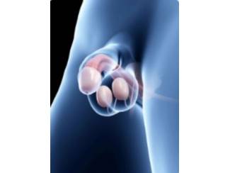 Contacten Voor nieuwsgierige vrouwen: ontdek het mannelijke geslachtsdeel z