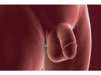 Voor nieuwsgierige vrouwen: ontdek het mannelijke geslachtsdeel z