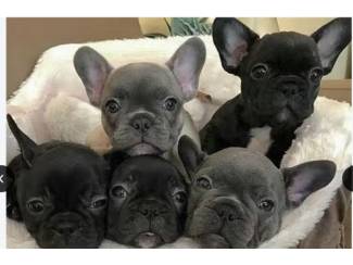Honden Franse Bulldog pups in huis opgevoed.