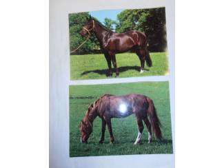 Ansichtkaarten Verzameling paardenfoto's