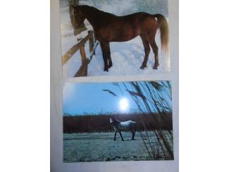Ansichtkaarten Verzameling paardenfoto's