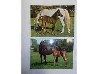 Ansichtkaarten Verzameling paardenfoto's