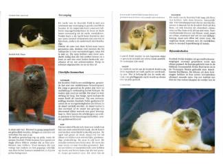 Huisdieren KATTEN ENCYCLOPEDIE ( NIEUW )