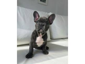 Franse bulldog ouders aanwezig